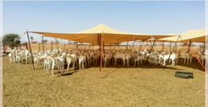  مظلات أغنام حراج في الرياض